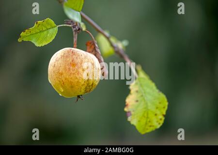 pomme jaune mouchetée accrochée sur une rameau avec quelques feuilles devant un fond vert flou Banque D'Images