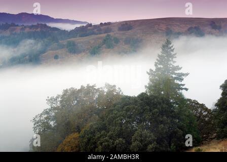 Brouillard matinal venant d'océan au-dessus des collines près de la rivière Mattole au miellat Lost Coast, Californie, USA Banque D'Images