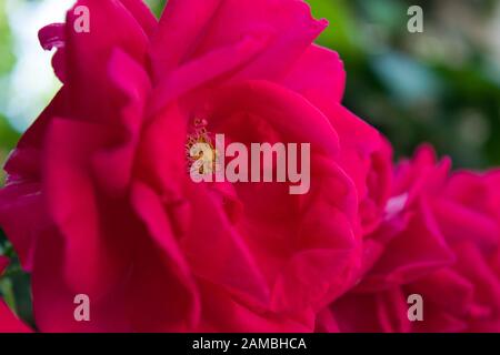 Une photo de gros plan d'une rose rouge. La rose rouge est le symbole définitif pour les sentiments romantiques et représente un vrai amour. Banque D'Images