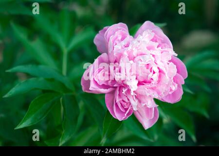 Une belle fleur de pivoine rose photographiée d'en haut en lumière naturelle, dans le jardin. Gros plan. Banque D'Images
