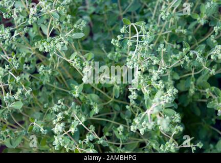 Marjoram ou Origanum majorana, également connu sous le nom de marjoram doux, marjoram pot et marjoram noué, une plante aromatique cultivée dans le jardin. Banque D'Images