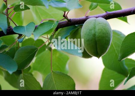Deux prunes non mûres dans la prunier pleine de feuilles de printemps vertes. Banque D'Images