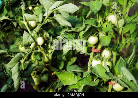 Tomates vertes fruits et plantes cultivées en serre. Photo proche de la lumière naturelle. Banque D'Images