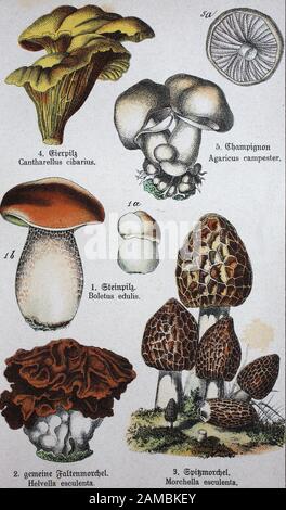 Champignons comestibles, Cantharellus cibarius, une espèce de chanterelle dorée, Agaricus campestri, le champignon boutons cultivé Agaricus bisporus ou champignon de champ, Boletus edulis, connu sous le nom de pain penny, cep, porcino ou porcini, Gyromitra esculenta , Morchella esculenta, connu sous le nom de morel, morel, morel, morel, morel, morel, morel, morel, morel, morel, morel, morel, morel, morel, morel Et éponge morel / essbare pilze, cantharellus cibarius, eine art von goldenem pfifferling, agaricus campestri, der gezüchtete knopfpilz agaricus bisporus oder feldpilz, steinpilz, steinpilz oder steinpilz, gyromitra esculenta, morchenta, Morchellen gel, Morchenta, Morchello Banque D'Images