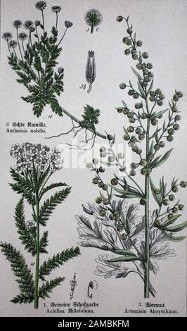 Plantes médicinales, Chamaemelum nobile communément connu sous le nom de camomille, camomille, camomille romaine, camomille anglaise, camomille de jardin, Achillea millefolium, communément connu sous le nom de yarrow ou yarrow commune, Artemisia absinthium, absinthe, absinthe absinthe, absinthe, absinthe wormwood, grand wormwood, mworm mowellille, calelille, Kamillille, Kamilloe, Kamillolelille, Kamilloe, Kamilloe, Kamelille, Kamilloe, Kamelille, Kamelille, Kamelille, Kam Allgemein bekannt als Schafgarbe oder gemeine Schafgarbe, Artemisia absinthium, Absinth, Absinth, Wermut, Wermut, Historisch, amélioration numérique de la reproduction d'un ori Banque D'Images