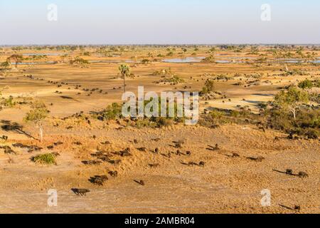 Vue aérienne d'un troupeau de buffles africains ou de Cape Buffalo, Syncerus caffer, Macatoo, Delta d'Okavango, Botswana Banque D'Images