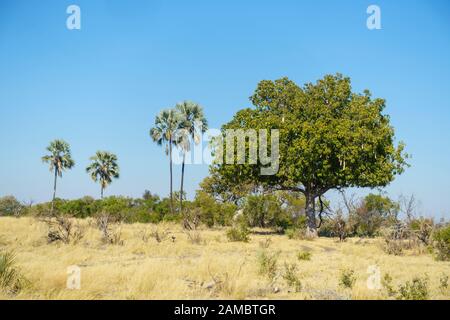 Arbre À Saucisses, Kigelia Kigafricana Et Lala Palm, Hyphaene Coriandre, Macatoo, Delta D'Okavango, Botswana Banque D'Images