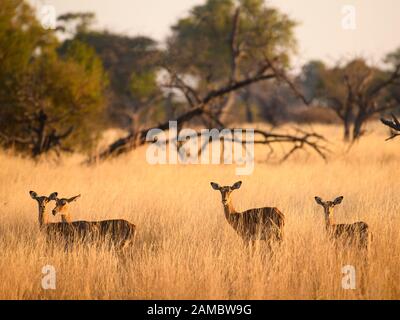 Impala, Aepyceros melampus, en herbe longue, Macatoo, Delta d'Okavango, Botswana Banque D'Images