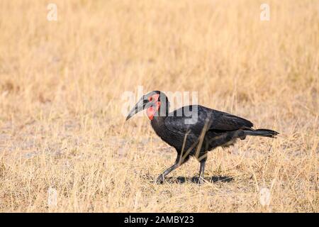 Hornbill, Bucorvus Leadbeateri, Réserve Privée De Khwai, Delta D'Okavango, Botswana. Également connu sous le nom de Bucorvus cafer Banque D'Images