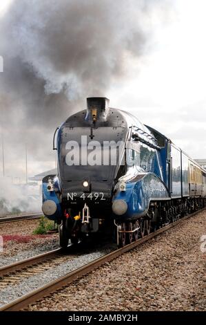Train à vapeur de la ligne principale par excès de Chippenham, transporté par la classe A4 No 60019 du Pacifique Le Petit Blongios, exécuté en tant que pas de 4492. (Voir note). Banque D'Images