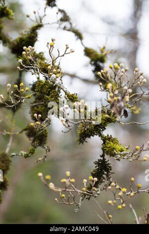 Cornus mas - Cerisier cornélien, gros plan en hiver. Banque D'Images