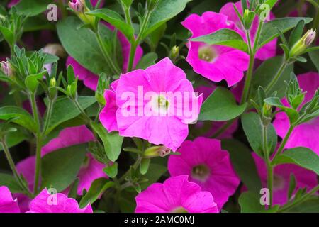 Petunia f1 Shockwave Rose nuances floraison Banque D'Images