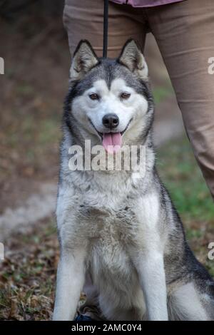 Chien Husky sibérien gris clair et blanc aux yeux bruns Banque D'Images