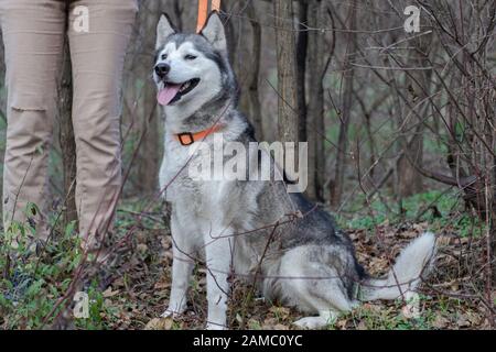 Chien Husky femelle sibérien gris clair et blanc avec les yeux bruns, Canis lupus familiaris Banque D'Images