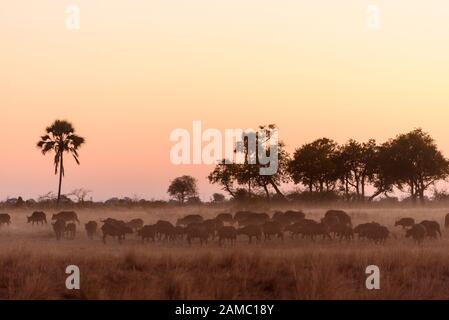 Troupeau de buffles africains ou de Cape Buffalo, Syncerus caffer, au coucher du soleil, Macatoo, Delta d'Okavango, Botswana Banque D'Images
