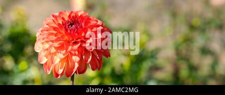 Dahlia sur fond de fleurs. Se concentrer sur une fleur. Profondeur de champ Banque D'Images