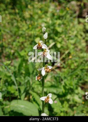 Des fleurs d'orchidée d'abeilles rares (Ophrys apifera) poussent et fleurit en été dans les ruines du château de Dvigrad (ou Duecastelli), Istrie, Croatie Banque D'Images