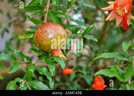 Nain Pomegranate nom latin punica granatum Nana Banque D'Images