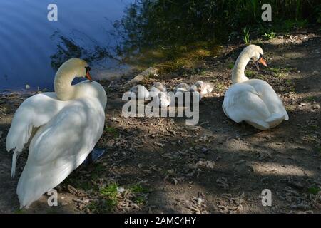 Swans in Brickfields étang dans Ryhl. Le Nord du Pays de Galles Banque D'Images