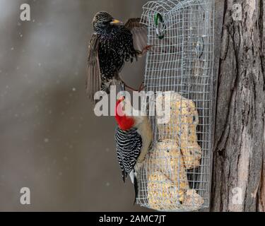 À ventre roux sur suet d'alimentation. Banque D'Images