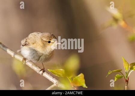petit oiseau assis branche parmi les feuilles de printemps Banque D'Images