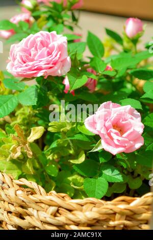Close up of belle petite rose rose plante en rotang panier sur l'été journée ensoleillée. Blooming rose flowers Banque D'Images