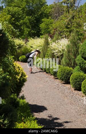 Femme sur le chemin du gravier lisant la carte d'information pour Thuja occidentalis 'Golden Globe' - arbustes de cèdre à la fin du printemps dans le jardin formel français. Banque D'Images