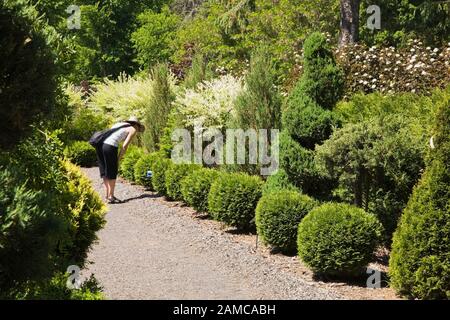 Femme sur le chemin du gravier lisant la carte d'information pour Thuja occidentalis 'Golden Globe' - arbustes de cèdre à la fin du printemps dans le jardin formel français. Banque D'Images
