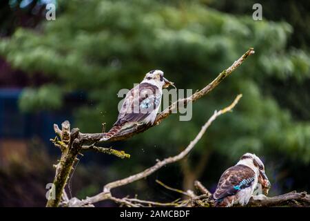 Les oiseaux d'australie kookaburra assis sur une branche dans la brousse de manger du poisson Banque D'Images