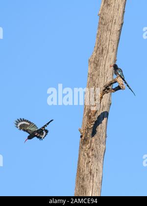 Bois Vert Hoopoe, Phoeniculus Purpureus, Réserve Privée De Khwai, Delta D'Okavango, Botswana. Également connu sous le nom de Hoopoe de bois à facture rouge. Banque D'Images