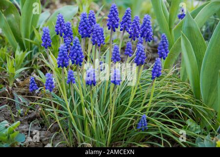 Muscari Armeniacum ou hyacinthes de raisin dans un jardin Banque D'Images