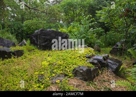 De grandes roches et une végétation verte luxuriante, y compris des Rhus - arbres de Sumac dans le jardin zen en été. Banque D'Images