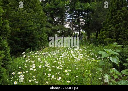 Champ de blanc Chrysanthemum leucanthemum vulgare - Oxeye Marguerite fleurs dans jardin privé arrière-cour en été. Banque D'Images