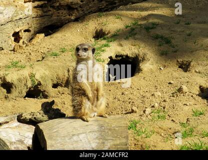 Un meerkat d'observation, Suricata suriCatta, aussi appelé Surikate Banque D'Images