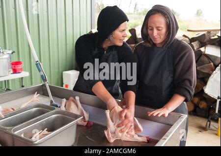 Jen Schwab - à gauche - instruit un visiteur dans les points les plus fins de la transformation manuelle d'un poulet. Matt et Jen Schwab, petits agriculteurs familiaux, exploitent la « plantation d'inspiration », une ferme biologique à l'extérieur de Ridgefield, Washington. Le couple élève et récolte ses propres poulets patrimoniaux, et invite de façon saisonnière ses clients dans la communauté à visiter leur ferme et à aider à la récolte de la volaille. Une fois que les oiseaux sont tués, ils sont placés dans un bain d'eau bouillante près pour desserrer les plumes, puis pivotés dans une baignoire semblable à un lave-linge avec des appendices en caoutchouc qui tirent les plumes vers l'extérieur. Les aides à la visite c Banque D'Images