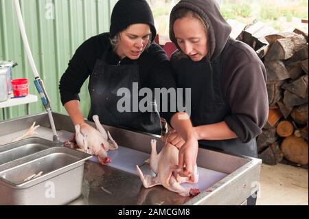 Jen Schwab - à gauche - instruit un visiteur dans les points les plus fins de la transformation manuelle d'un poulet. Matt et Jen Schwab, petits agriculteurs familiaux, exploitent la « plantation d'inspiration », une ferme biologique à l'extérieur de Ridgefield, Washington. Le couple élève et récolte ses propres poulets patrimoniaux, et invite de façon saisonnière ses clients dans la communauté à visiter leur ferme et à aider à la récolte de la volaille. Une fois que les oiseaux sont tués, ils sont placés dans un bain d'eau bouillante près pour desserrer les plumes, puis pivotés dans une baignoire semblable à un lave-linge avec des appendices en caoutchouc qui tirent les plumes vers l'extérieur. Les aides à la visite c Banque D'Images