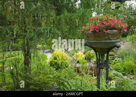 Larix 'Blue Dwarf' - semoir à arbre et sur pied avec fleurs rouges Calibrachoa 'illion Bells' à la frontière dans le jardin formel privé de l'arrière-cour. Banque D'Images