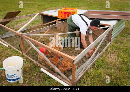 Matt Schwab choisit des poulets patrimoniaux pour la récolte. Matt et Jen Schwab, petits agriculteurs familiaux, exploitent la « plantation d'inspiration », une ferme biologique à l'extérieur de Ridgefield, Washington. Le couple élève et récolte ses propres poulets patrimoniaux, et invite de façon saisonnière ses clients dans la communauté à visiter leur ferme et à aider à la récolte de la volaille. Une fois que les oiseaux sont tués, ils sont placés dans un bain d'eau bouillante près pour desserrer les plumes, puis pivotés dans une baignoire semblable à un lave-linge avec des appendices en caoutchouc qui tirent les plumes vers l'extérieur. Les aides en visite peuvent participer à chaque étape du pro Banque D'Images