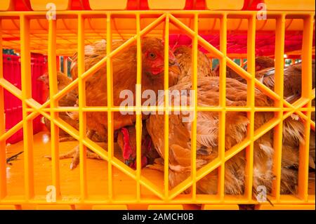 Matt Schwab choisit des poulets patrimoniaux pour la récolte. Matt et Jen Schwab, petits agriculteurs familiaux, exploitent la « plantation d'inspiration », une ferme biologique à l'extérieur de Ridgefield, Washington. Le couple élève et récolte ses propres poulets patrimoniaux, et invite de façon saisonnière ses clients dans la communauté à visiter leur ferme et à aider à la récolte de la volaille. Une fois que les oiseaux sont tués, ils sont placés dans un bain d'eau bouillante près pour desserrer les plumes, puis pivotés dans une baignoire semblable à un lave-linge avec des appendices en caoutchouc qui tirent les plumes vers l'extérieur. Les aides en visite peuvent participer à chaque étape du pro Banque D'Images