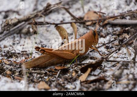 Grasshopper d'oiseau rouillé (Schistocerca rubiginosa) au Seabranch Preserve State Park, Martin County, Floride, États-Unis Banque D'Images