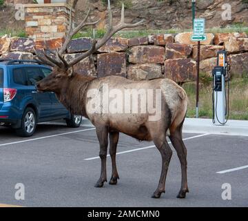 Un taureau debout dans un parking à Estes Park, Colorado Banque D'Images