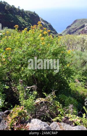 Kanaren-Johanniskraut Hypericum canariense - Wanderung von Las Tricias nach Santo Domingo de Garafía, La Palma, Kanarische Inseln, Spanien Banque D'Images