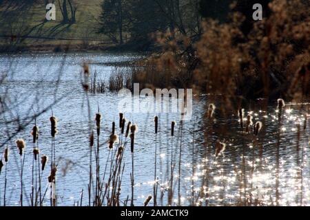 Journée d'hiver ensoleillée au lac Abbott en Virginie, aux États-Unis. Queues séchées au bord du lac. Banque D'Images