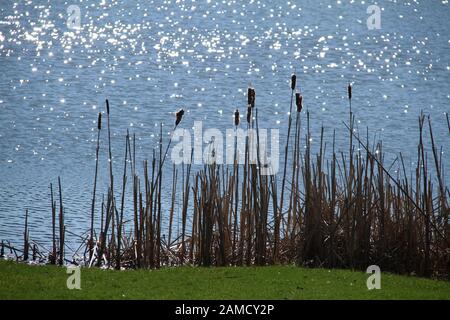 Des queues séchées au bord d'un lac en journée ensoleillée de printemps Banque D'Images