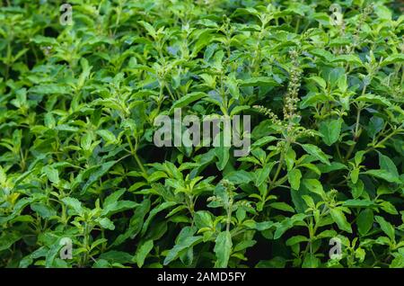 Feuilles de basilic thaïlandais dans le jardin. Banque D'Images