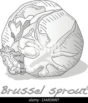 Illustration du vecteur de rou de Bruxelles. Fond blanc. Illustration de Vecteur