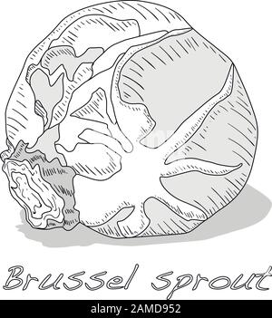 Illustration du vecteur de rou de Bruxelles. Fond blanc. Illustration de Vecteur