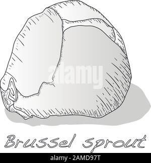 Illustration du vecteur de rou de Bruxelles. Fond blanc. Illustration de Vecteur