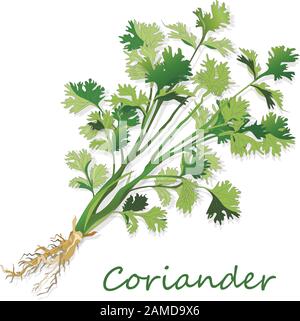 Coriandre fraîche ou herbe de coriandre. Illustration vectorielle isolée. Illustration de Vecteur