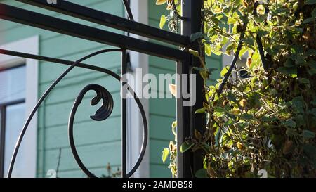 Une porte en fer avec des feuilles de fer courbé, avec des feuilles épaisses de lierre, devant une maison victorienne verte pastel à San Francisco, Californie. Banque D'Images